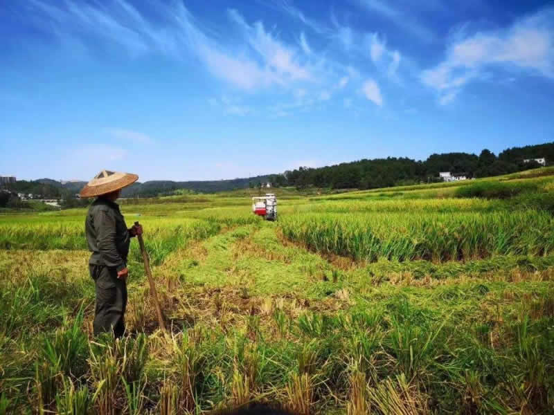 柑橘科学管理能增甜